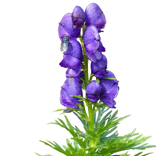 aconite_vital_ly-removebg-preview.png__PID:b53b689c-cab4-4b7a-95c0-4c6b5a0c7b57